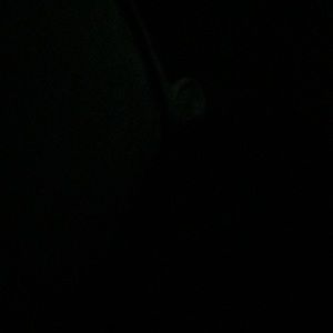 Meet your Posher, Kyra